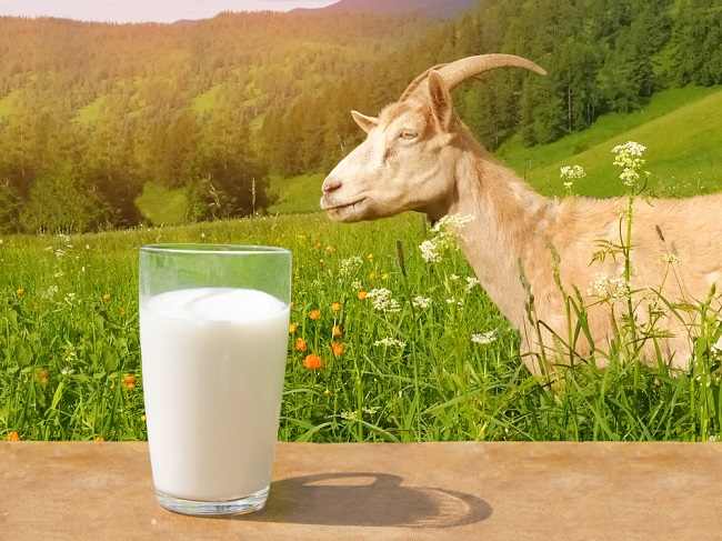 Ikon Susu Kambing