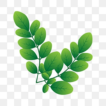 Ikon Daun Kelor