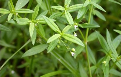 Ikon Rumput Mutiara