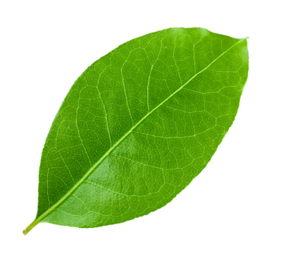 Ikon Daun Salam